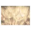Vliestapete Pusteblumen Sepia Vliespapier - Beige - 288 x 190 cm