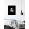 Poster Feather Carta - Nero