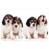 Fotomurale Sad Puppies Tessuto non tessuto - Multicolore - 300 x 210 cm