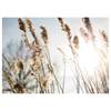 Leinwandbild Natur Pampas Grass Polyester PVC / Fichtenholz - Blau  / Beige