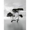 Papier peint Trees In Still Water Intissé - Noir / Blanc - 1,92 x 2,6 cm
