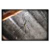 Quadro Beautiful Spider Abete massello / Tessuto misto - 80 x 120 cm