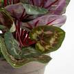 Plante artificelle Cyclamen Rose foncé - Matière plastique - Pierre - 30 x 30 x 30 cm