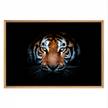 Tableau mural mat encadré regard tigre Orange - Bois manufacturé - 65 x 97 x 3 cm