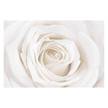 Vliestapete Pretty White Rose Vliespapier - Weiß - 384 x 255 cm