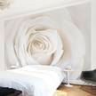 Vliestapete Pretty White Rose Vliespapier - Weiß - 384 x 255 cm