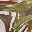 Fotomurale Antonio Giungla Tessuto non tessuto - Beige / Rosso