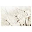 Fotomurale Fiori delicati Tessuto non tessuto - Bianco - 384 x 255 cm