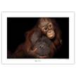 Poster Bornean Orangutan Carta - Marrone / Nero