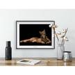 Poster Iberian Lynx Carta - Marrone / Nero