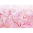 Papier peint Ocean of Roses Intissé - Rose - 400 x 280 cm