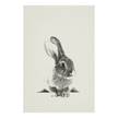 Quadro Fluffy Bunny Tela - Grigio