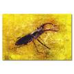 Afbeelding Stag Beetle massief sparrenhout/textielmix - 80 x 120 cm