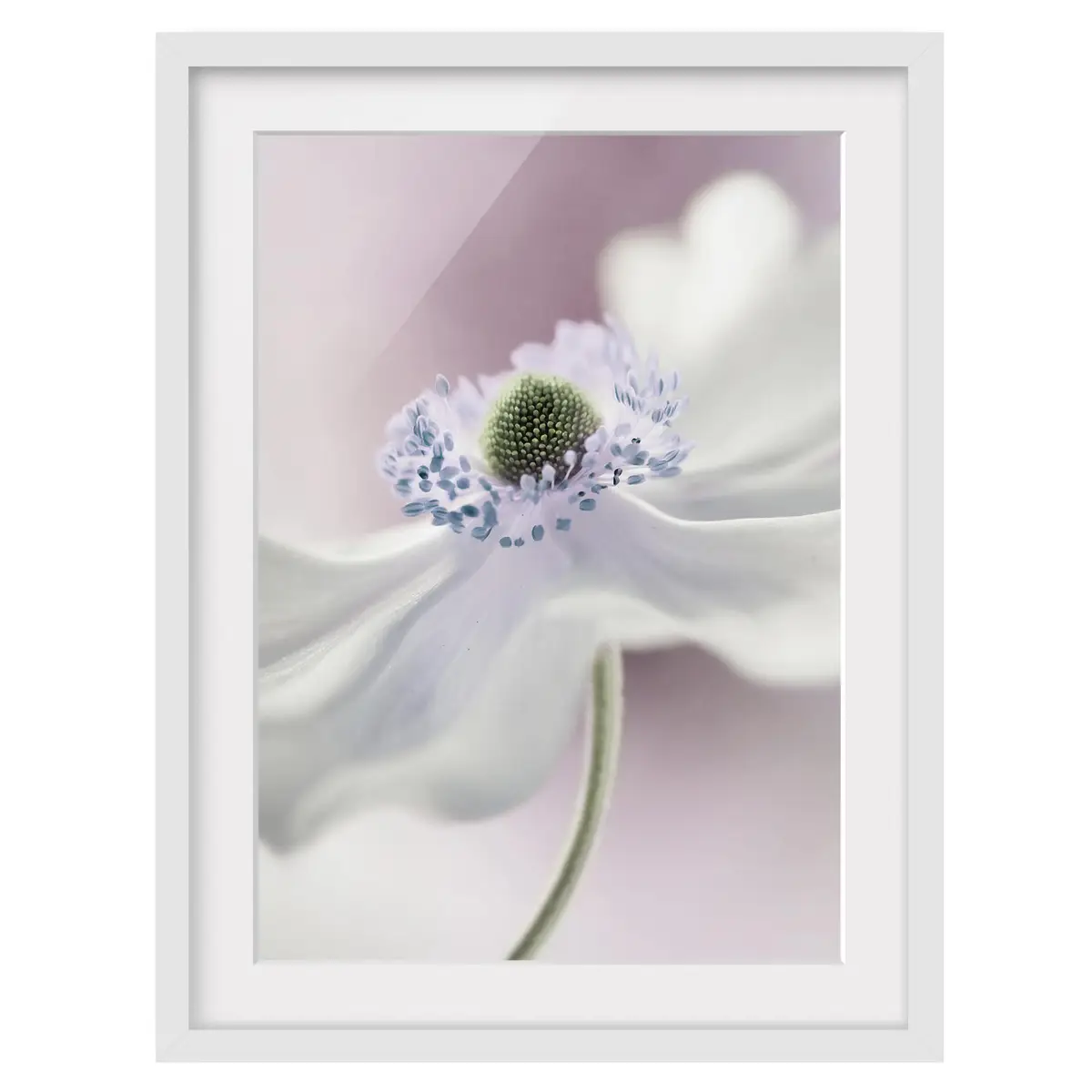 Bild Anemonenbrise II | Weiß
