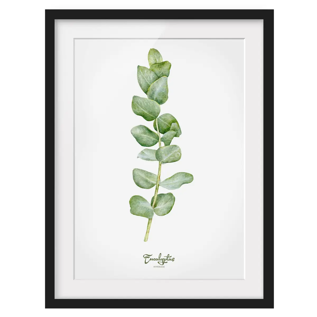 Bild Aquarell Botanik Eukalyptus I | Grün