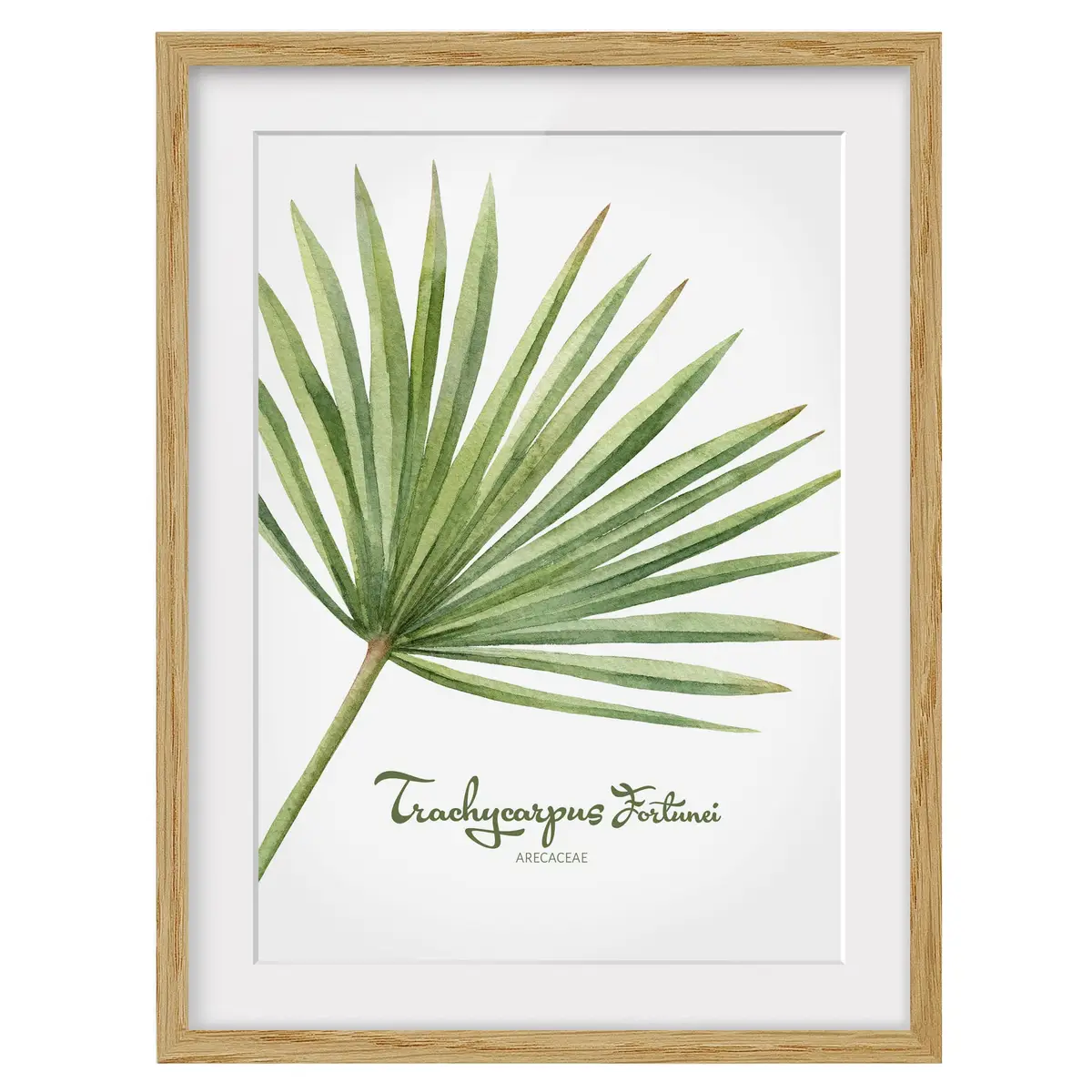 Bild Aquarell Botanik Trachycarpus IV | Grün