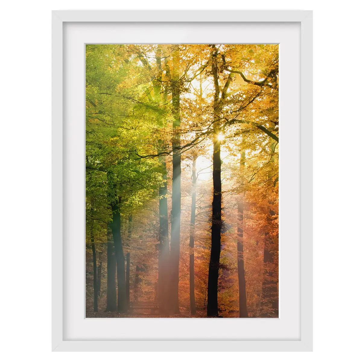 Bild Morning Light II | Mehrfarbig