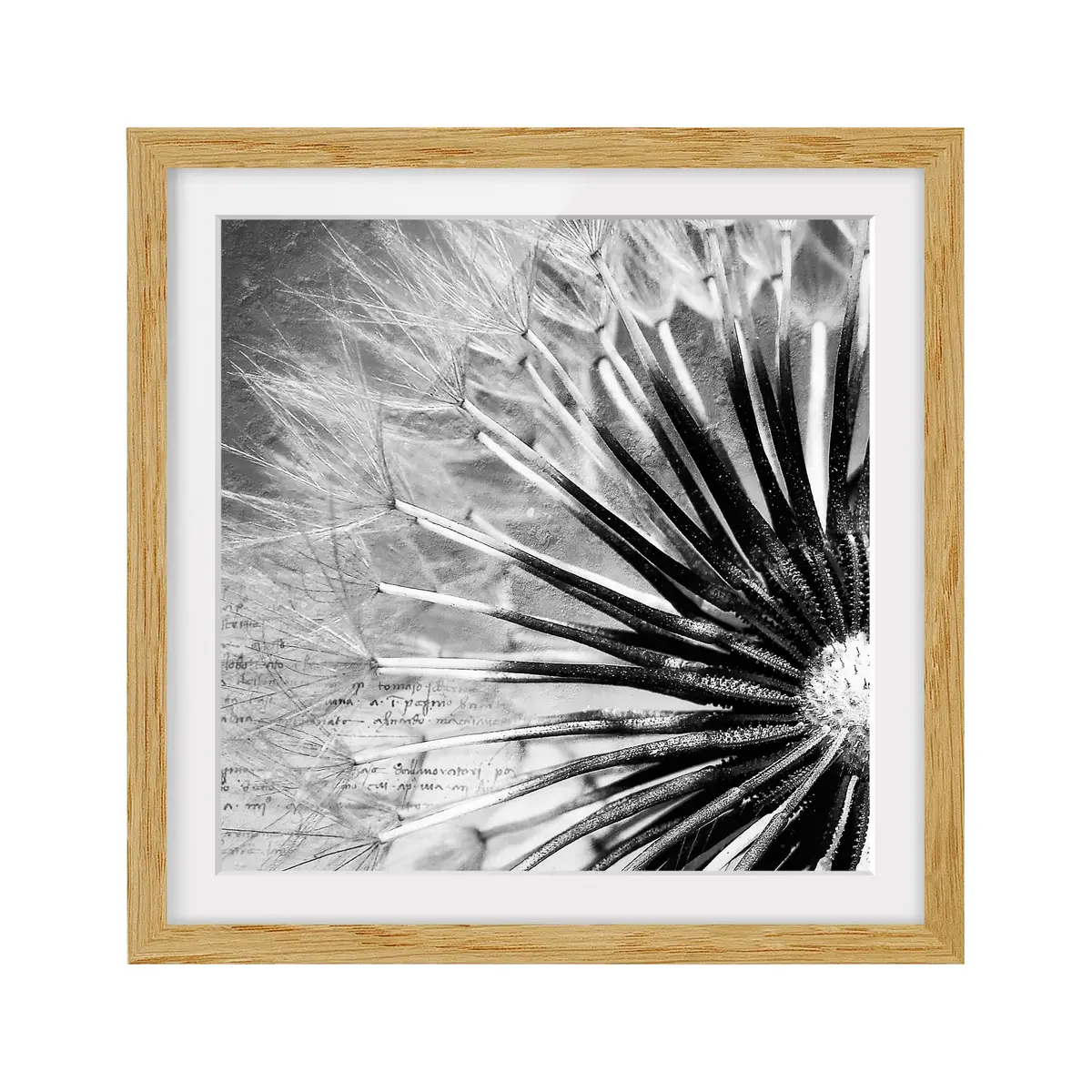 Bild Pusteblume Schwarz & Weiß IV | Weiß