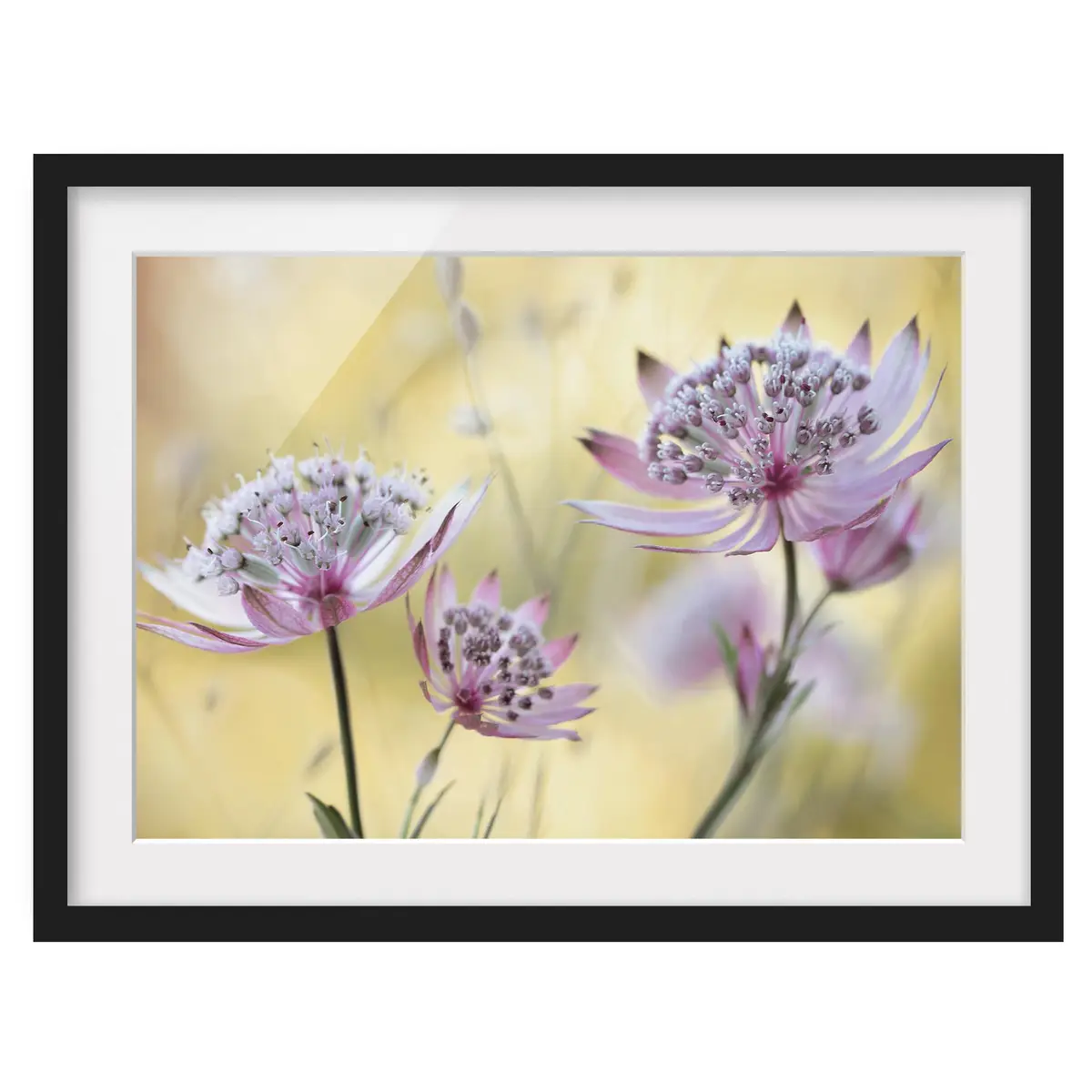 Bild Astrantia Major I | Lila