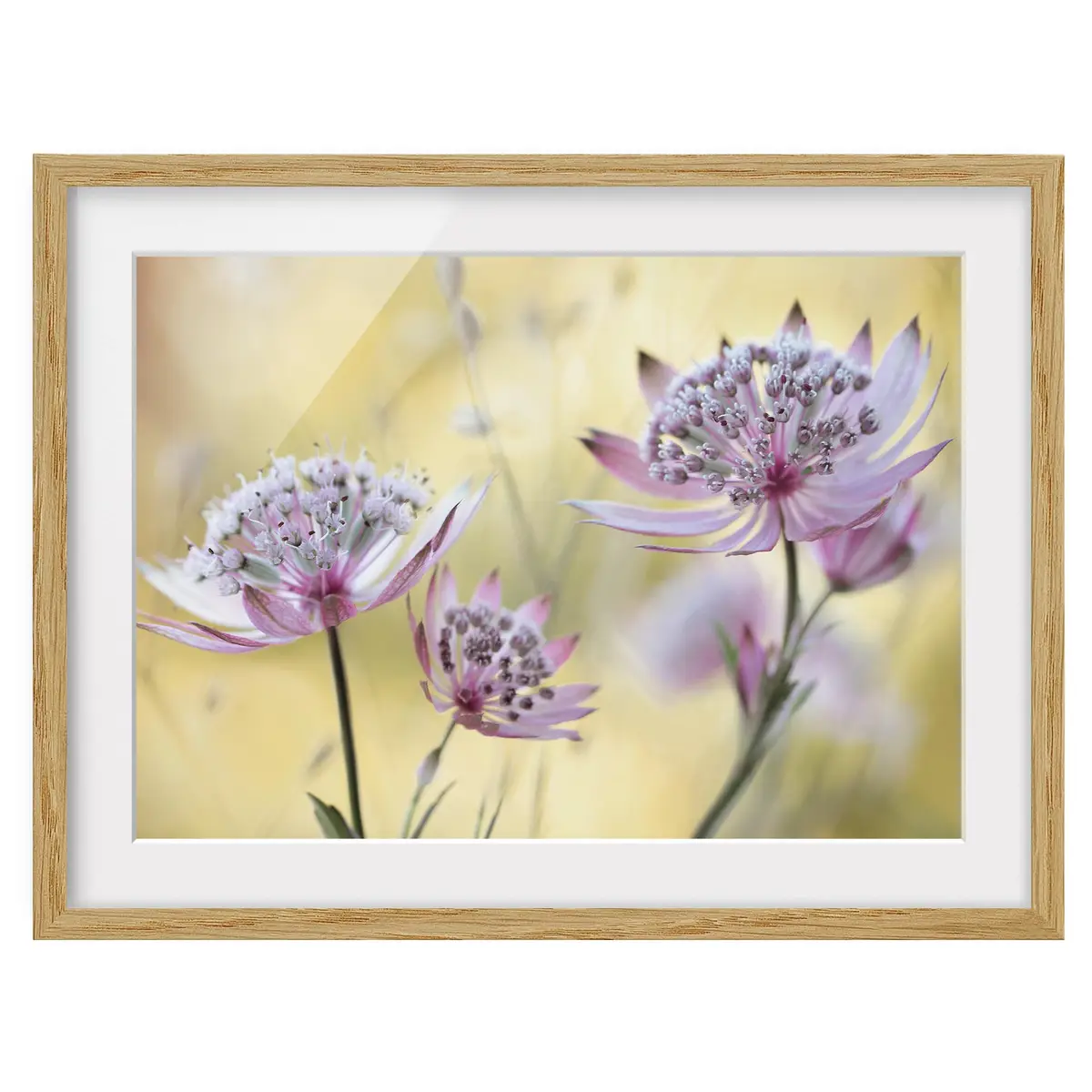 Astrantia Major IV Wandbild | Mehrfarbig