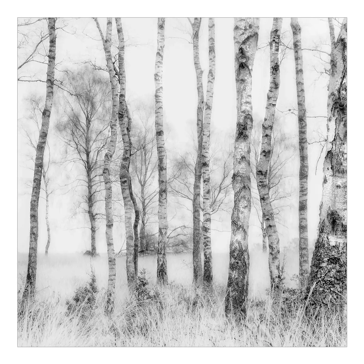 Fototapete Birkenwald Schwarz-Weiß 240 x 240cm | Schwarz