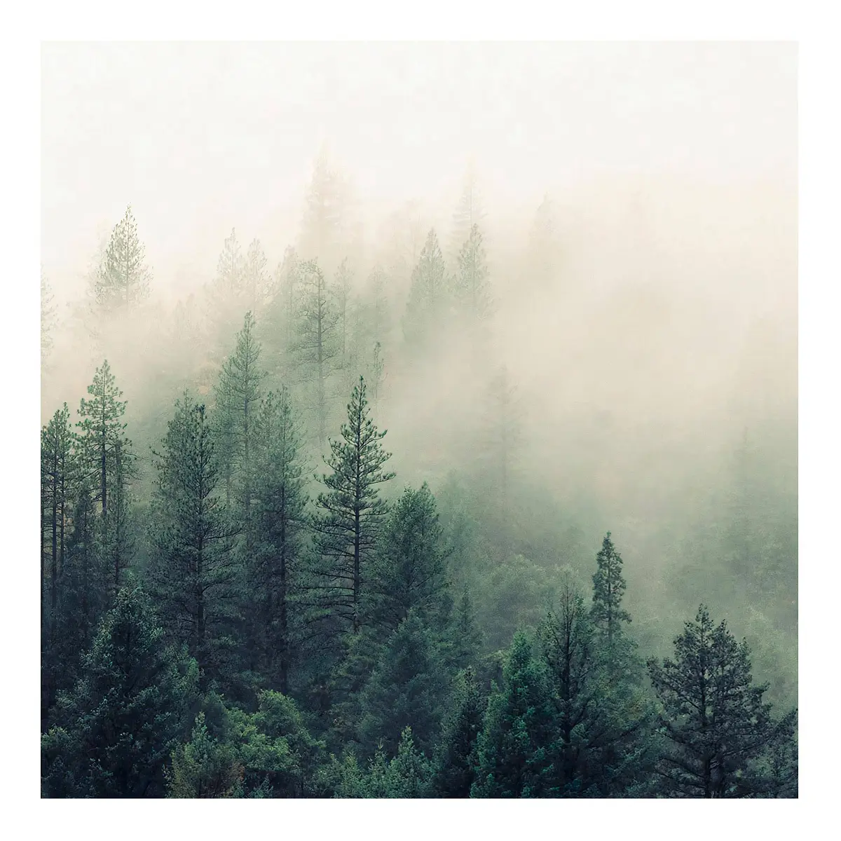 Fototapete Wald im Nebel Erwachen 336 x 336cm | Mehrfarbig