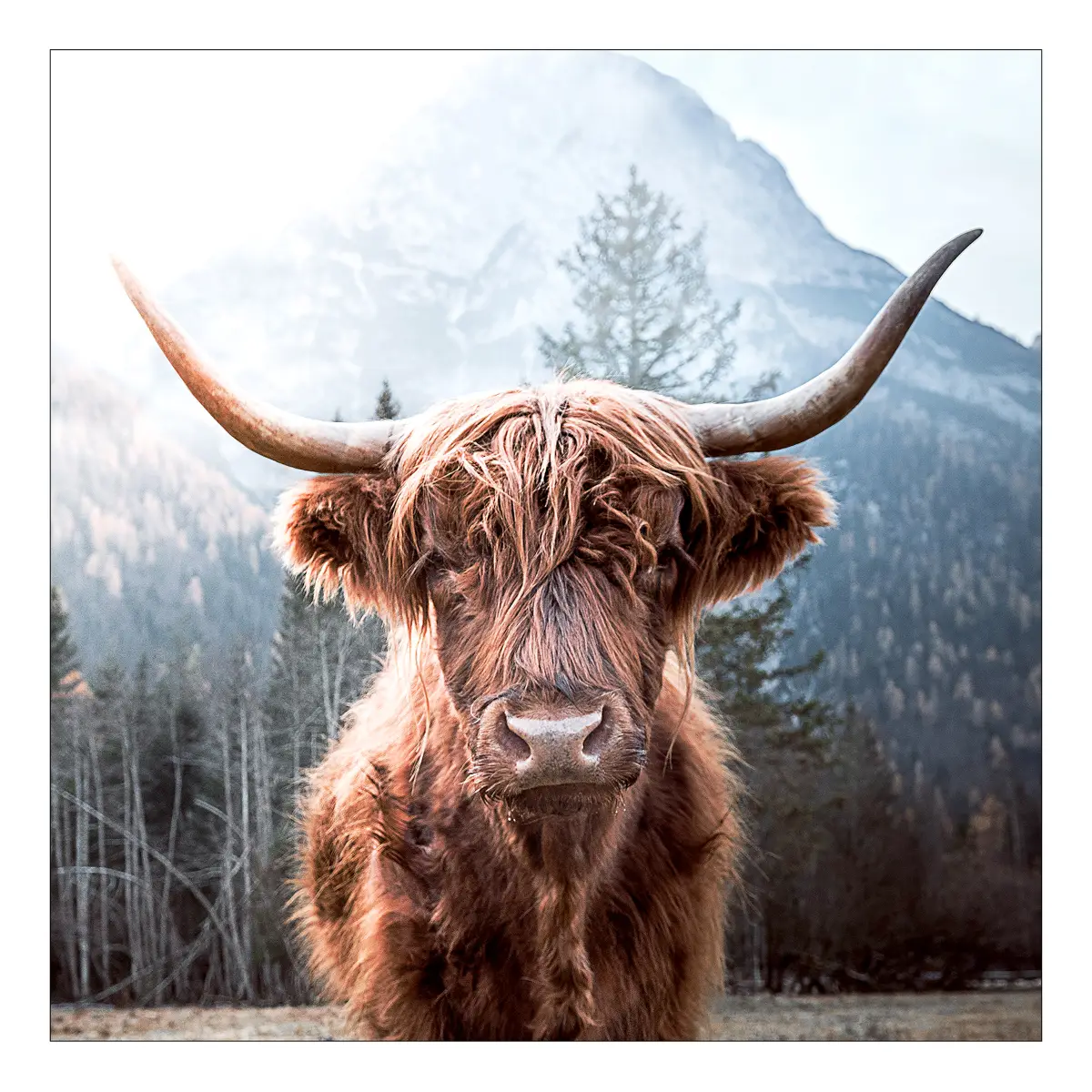 Glasbild Highland cattle | Mehrfarbig