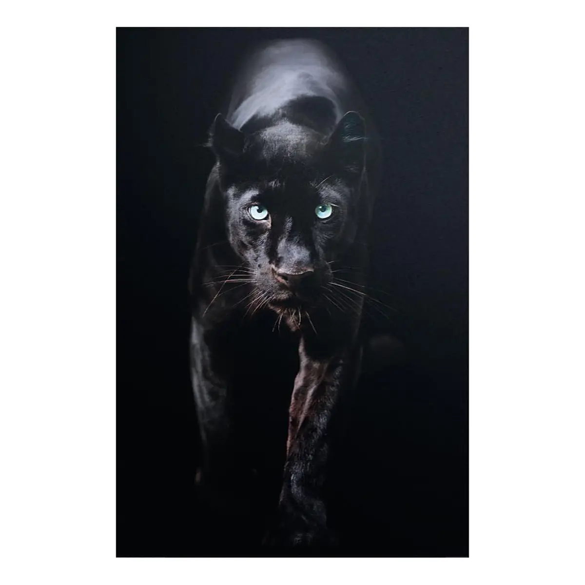 Bild Schwarzer Panther | Schwarz