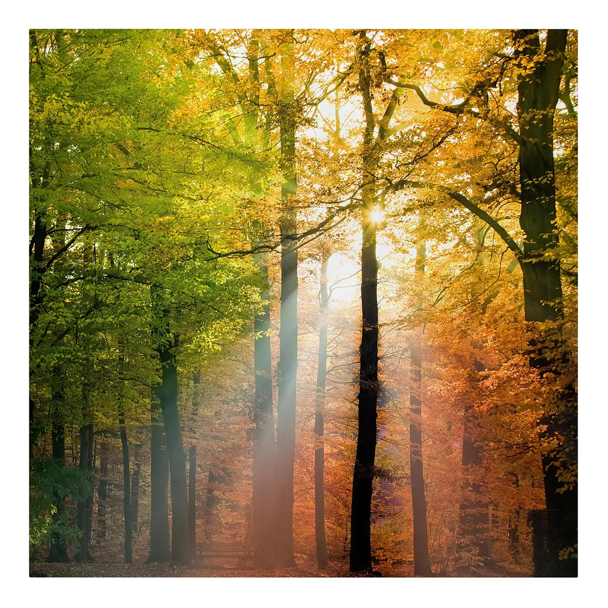 Bild Morning Light | Mehrfarbig