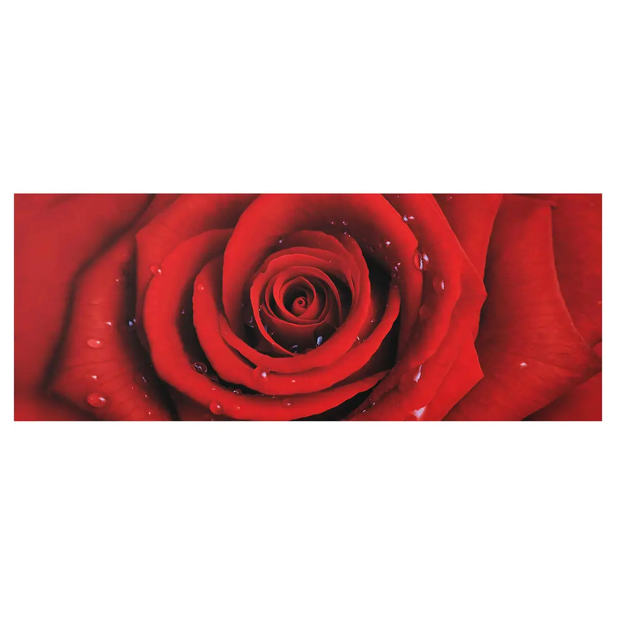 Bild Rote Rose mit Wassertropfen | Mehrfarbig