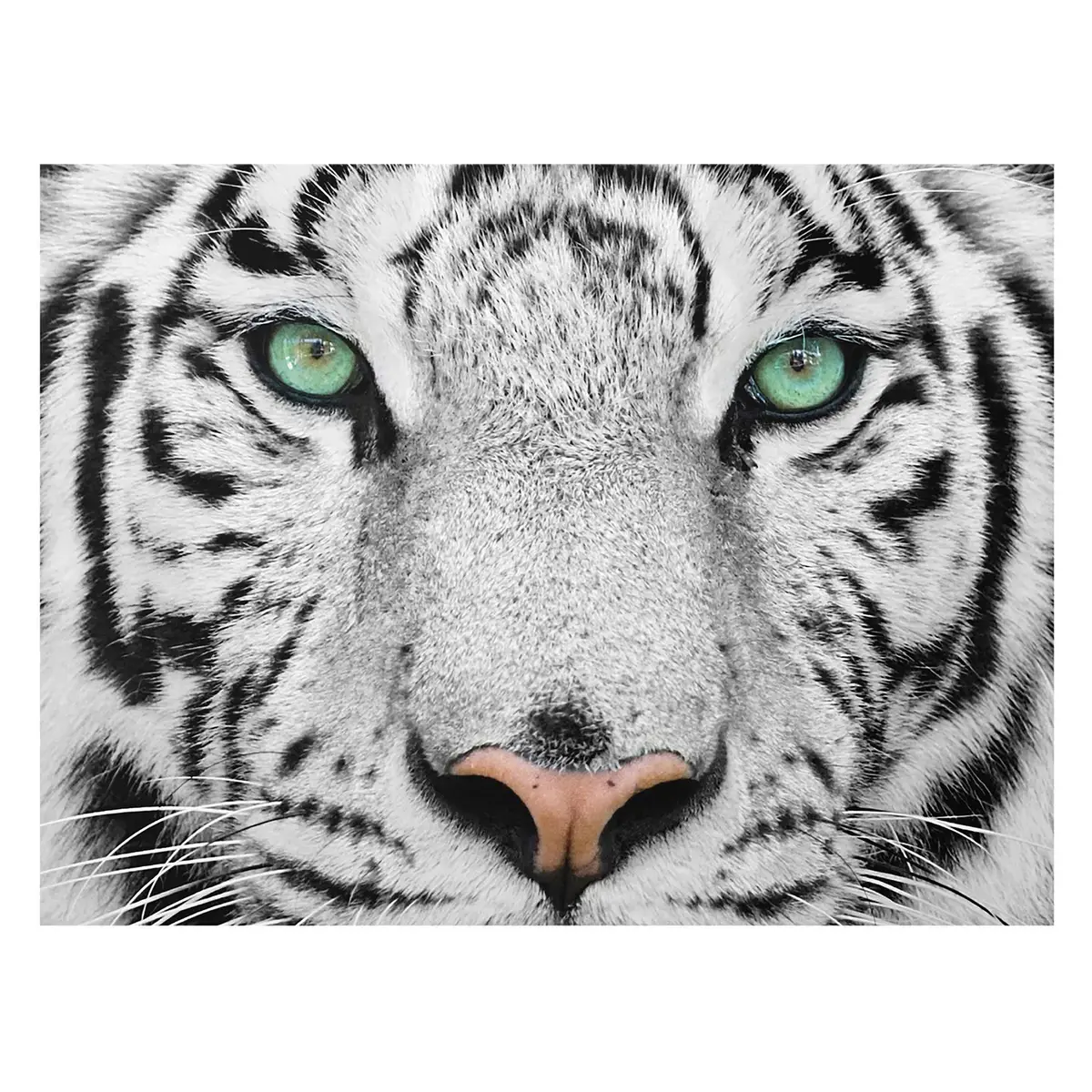Bild Weißer Tiger | Mehrfarbig