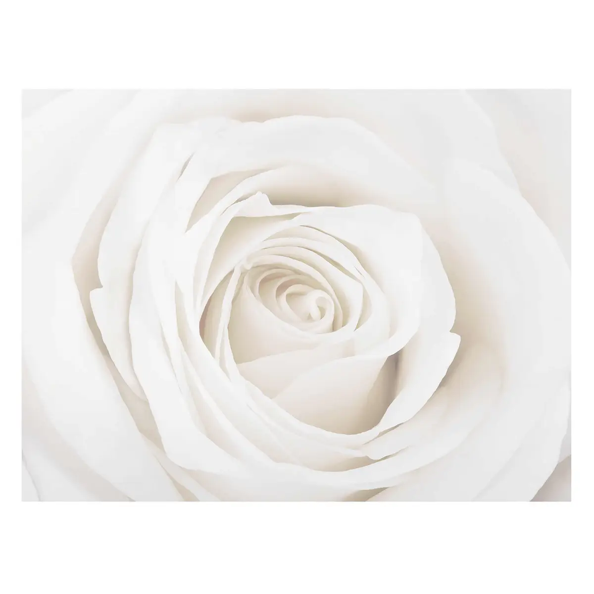 Bild Pretty White Rose II | Mehrfarbig