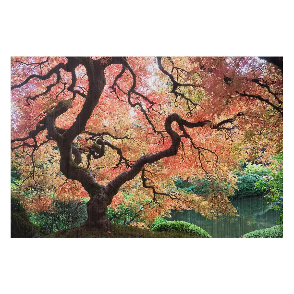 Bild Japanischer Garten III | Mehrfarbig