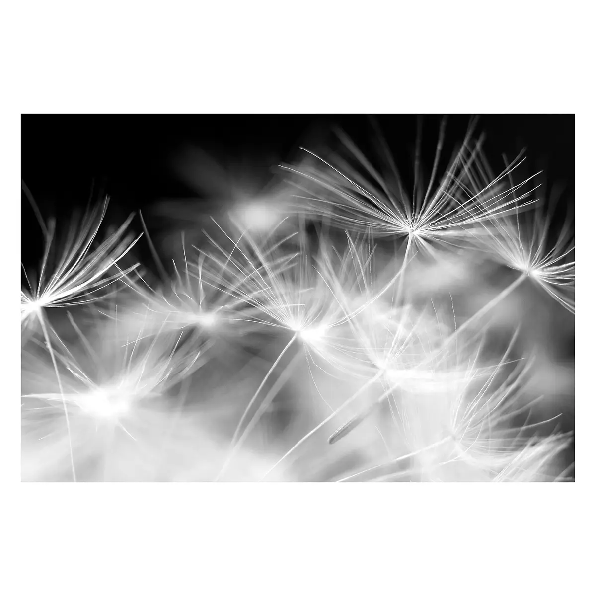 Vliestapete Pusteblumen | Schwarz