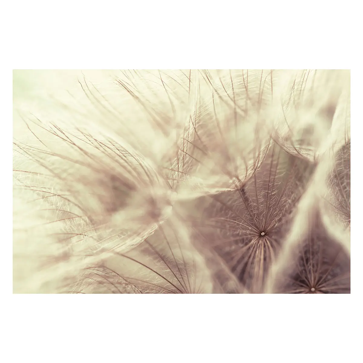 Vliestapete Pusteblumen Blur | Beige