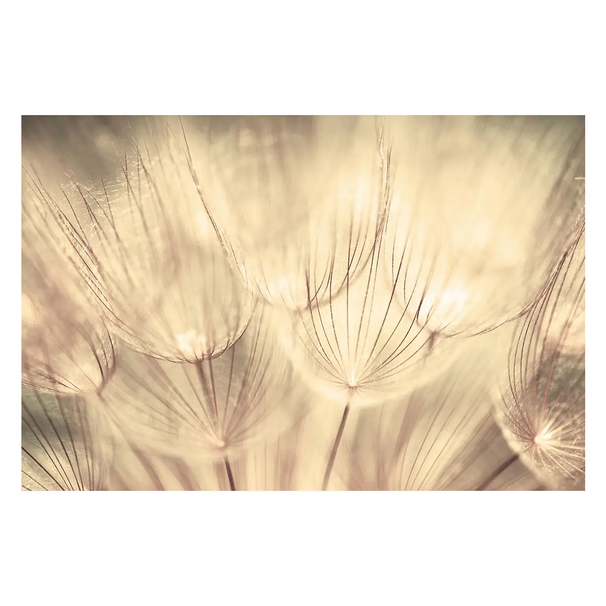 Vliestapete Pusteblumen Sepia | Beige