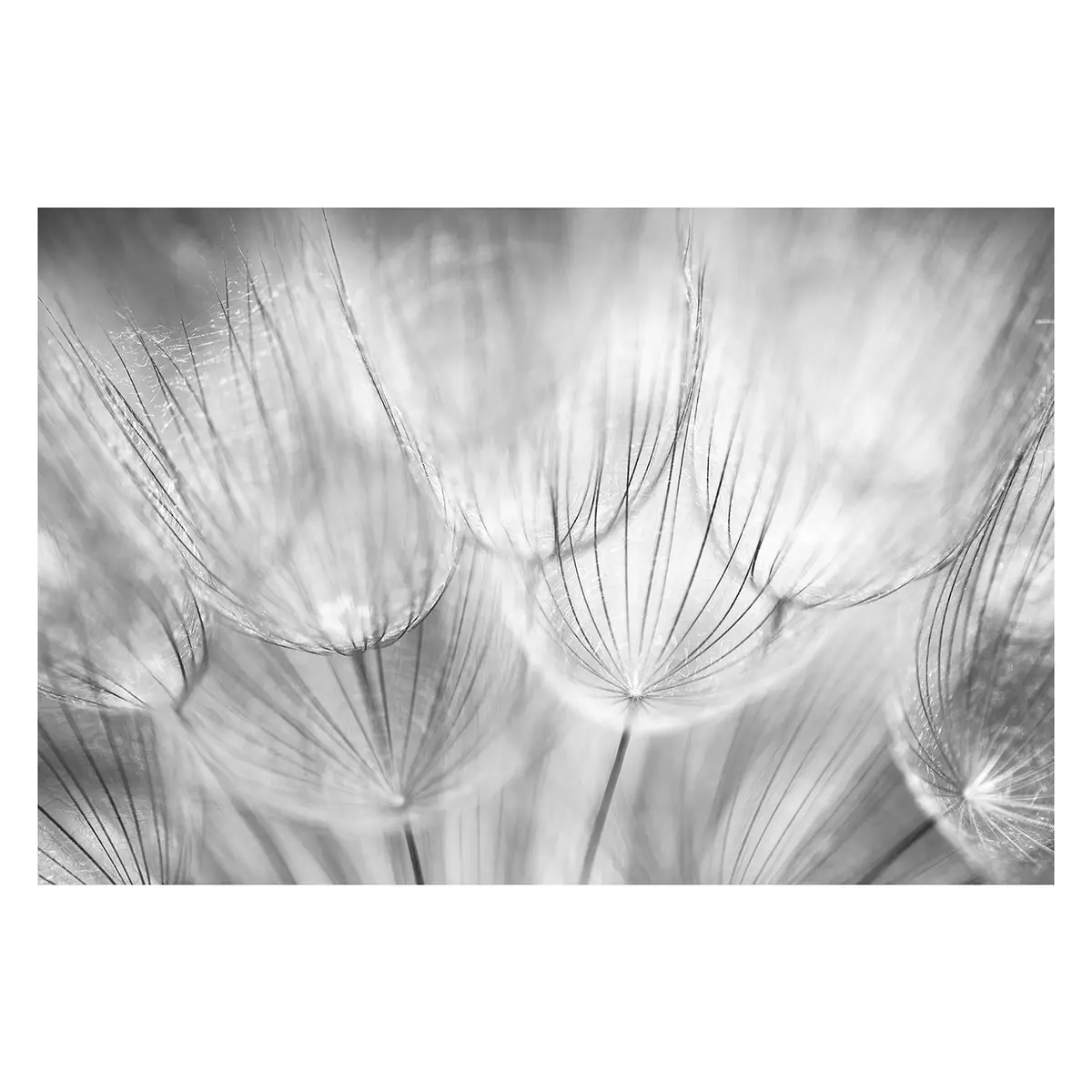 Vliestapete Pusteblumen | Schwarz
