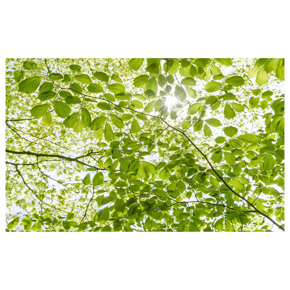 Vlies Fototapete Im Frühlingswald | Grün