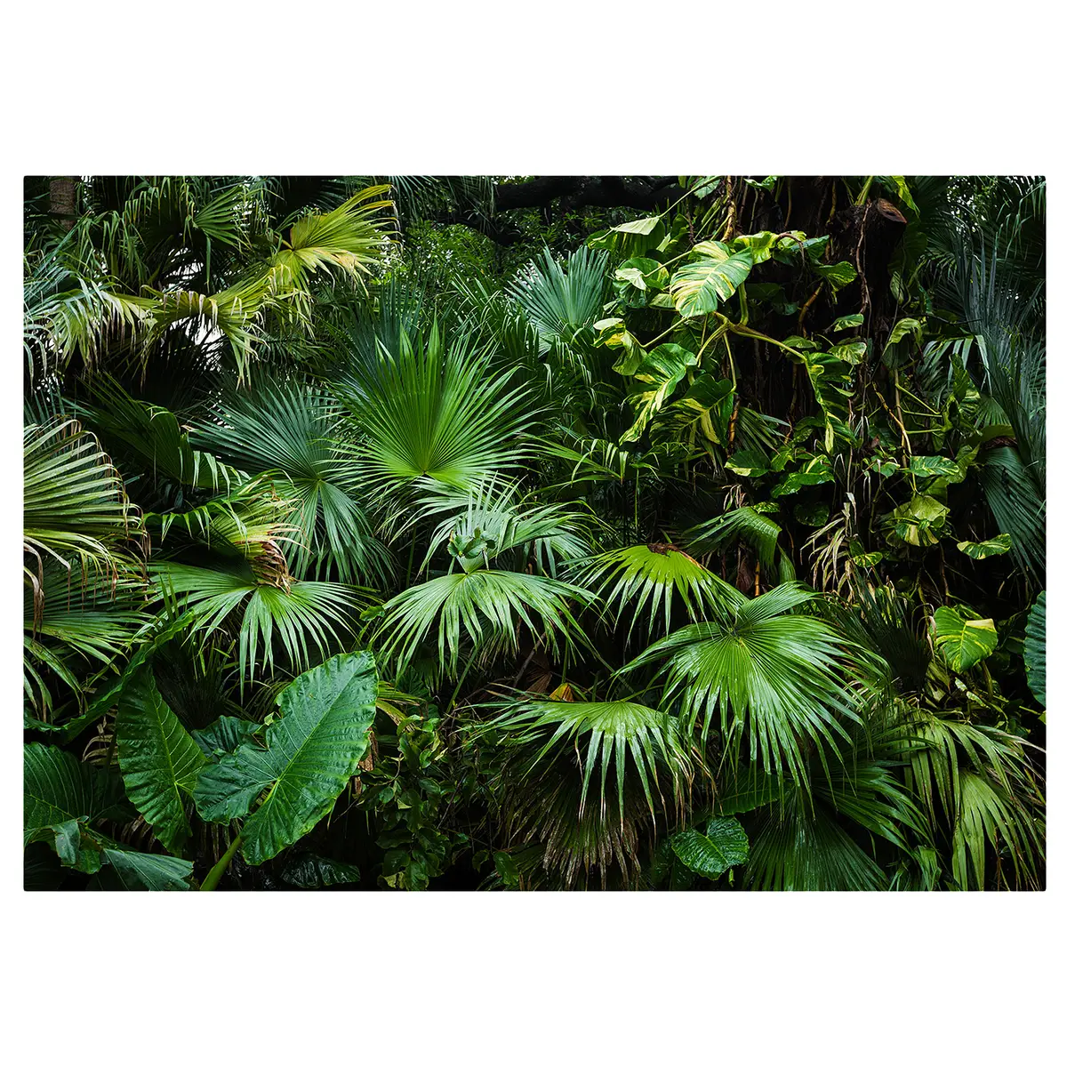 Vlies Fototapete Sunny Jungle | Grün