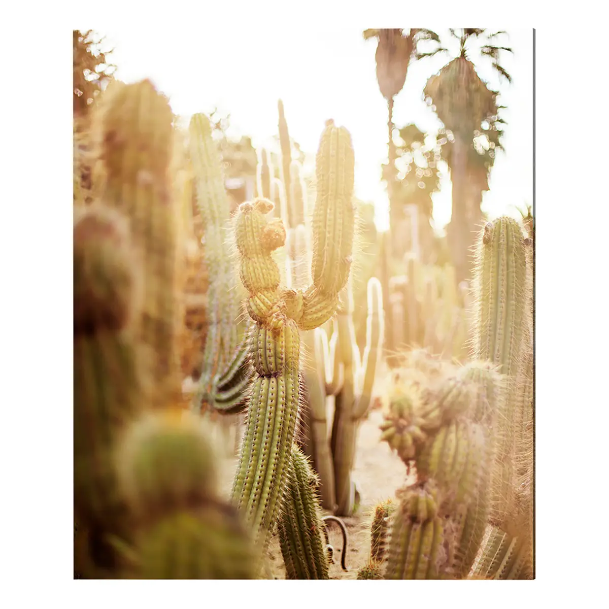 Bild Various cactus in desert Metal: Aku-Dibond | Mehrfarbig