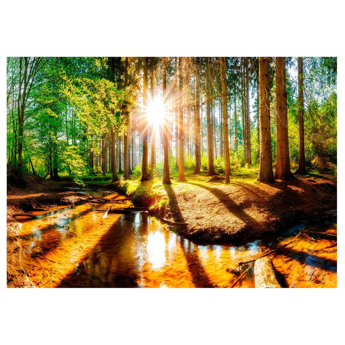 Fototapete Marvelous Forest | Mehrfarbig