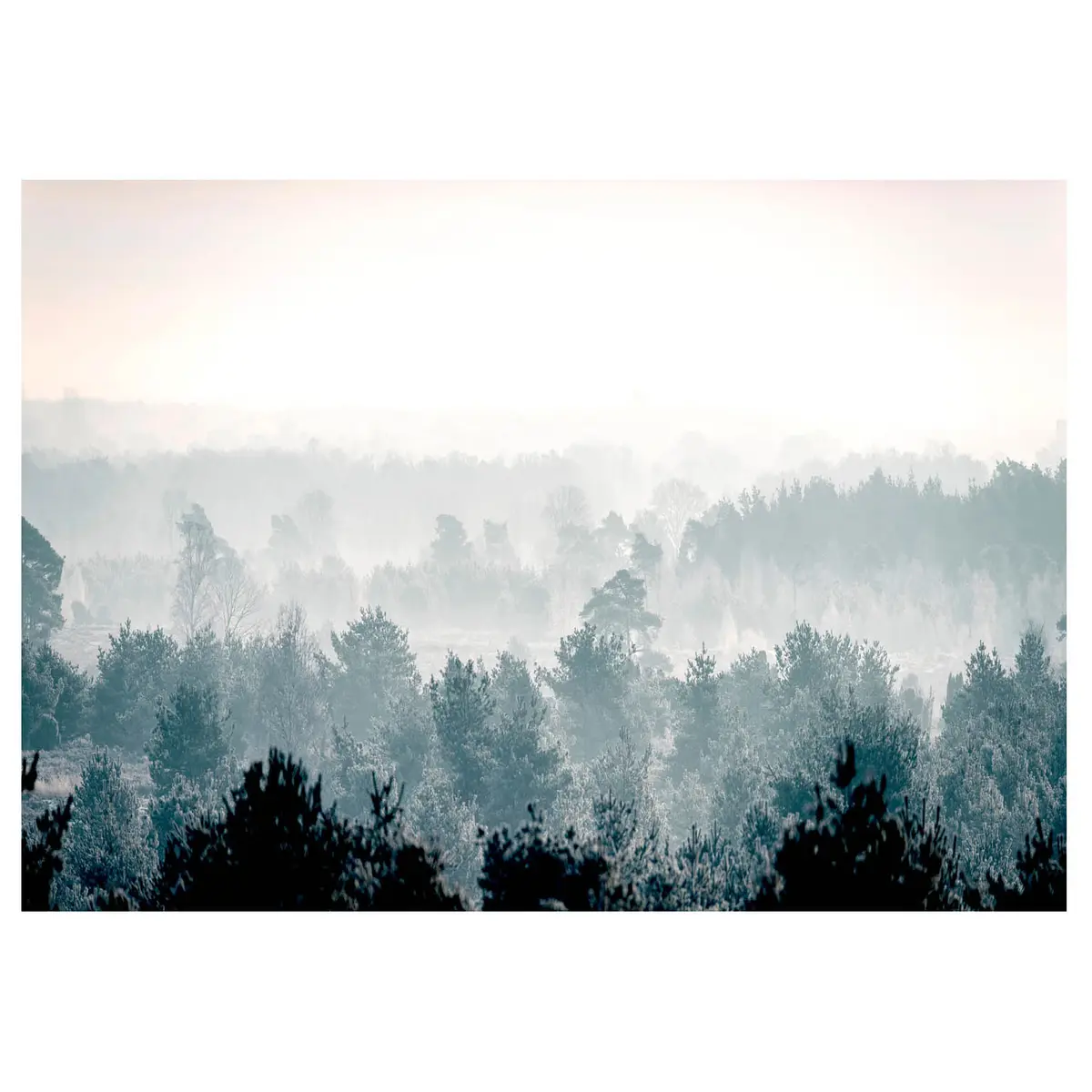 Fototapete Winter Forest | Grau