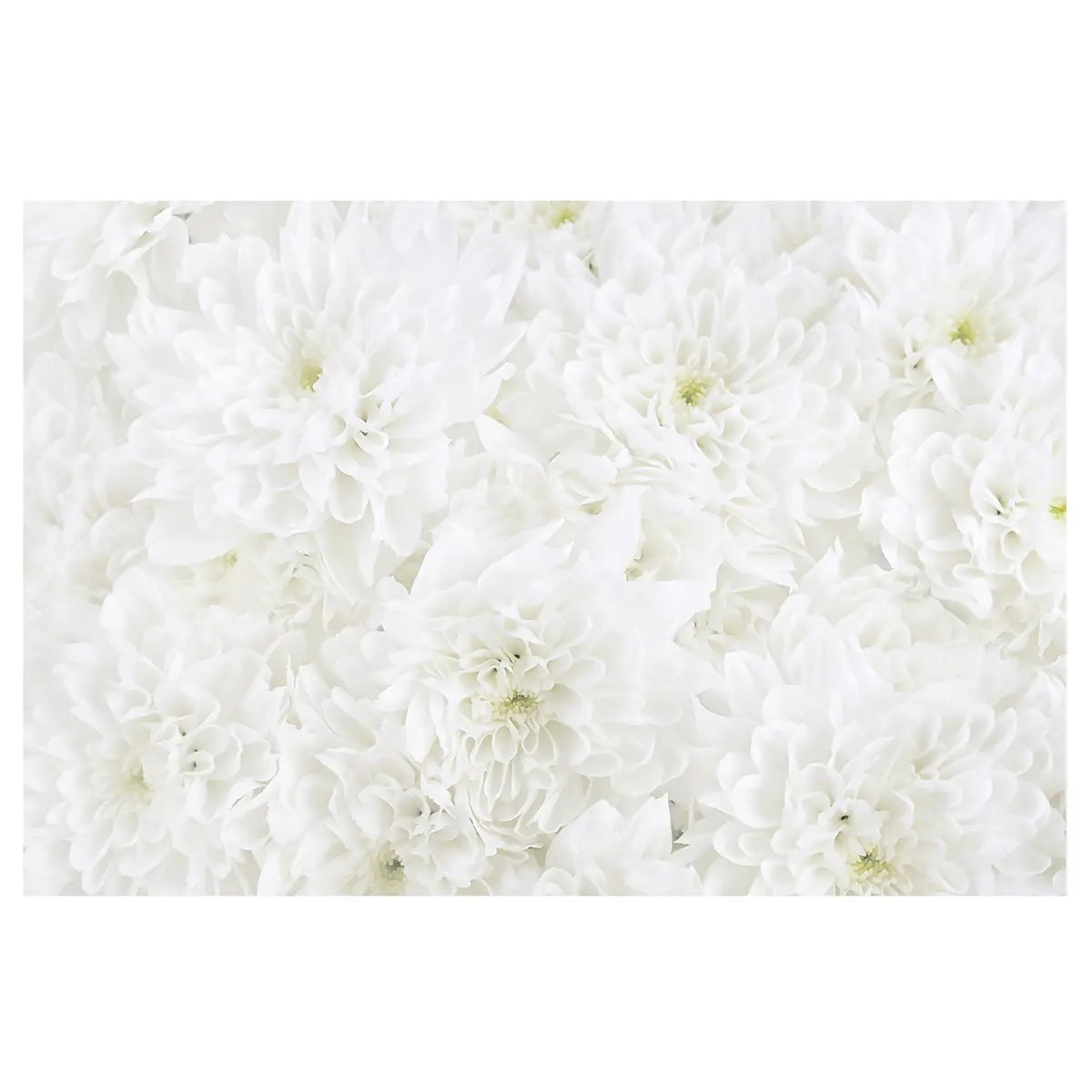 Vliestapete Blumenmeer | Weiß