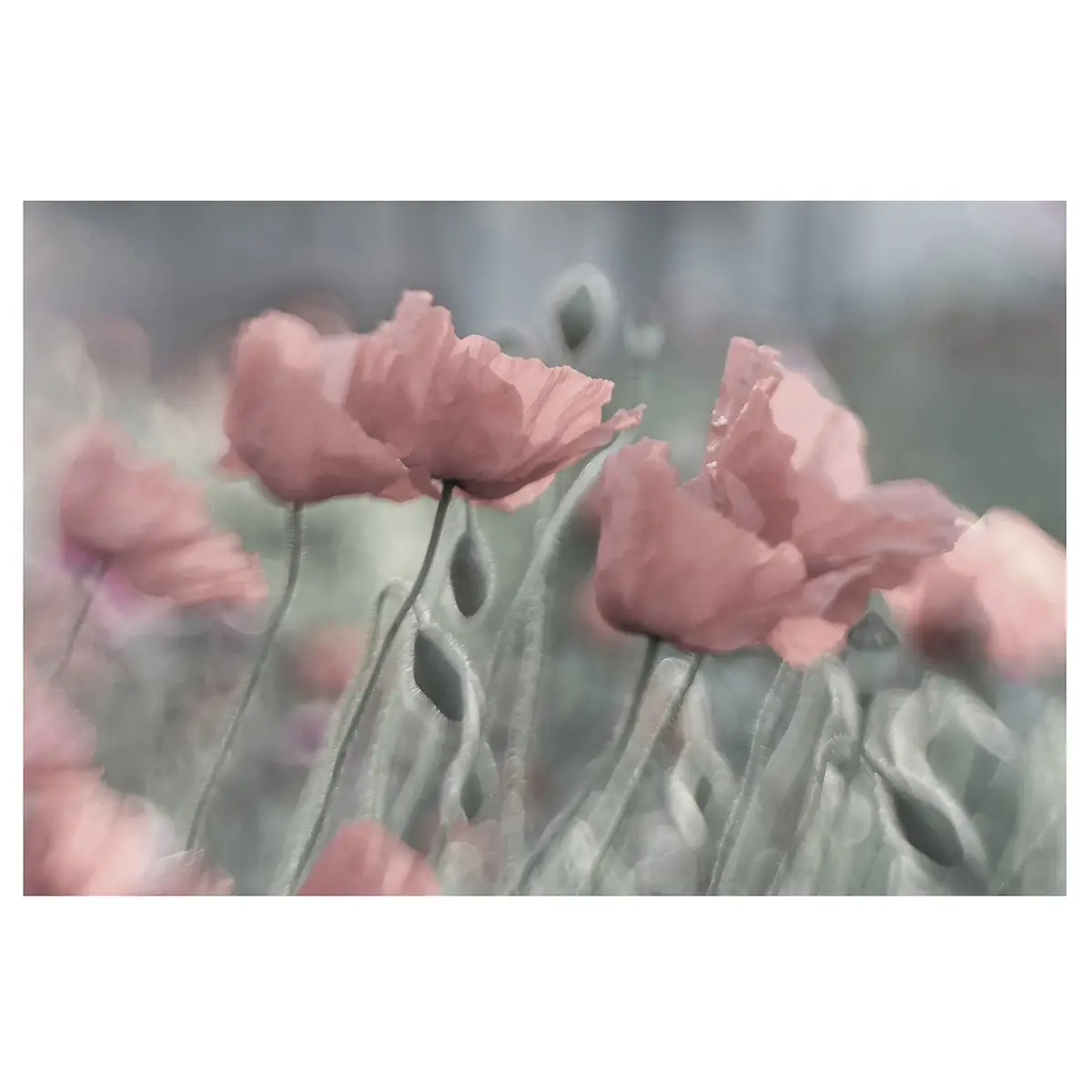 Vliestapete Malerische Mohnblumen | Pink