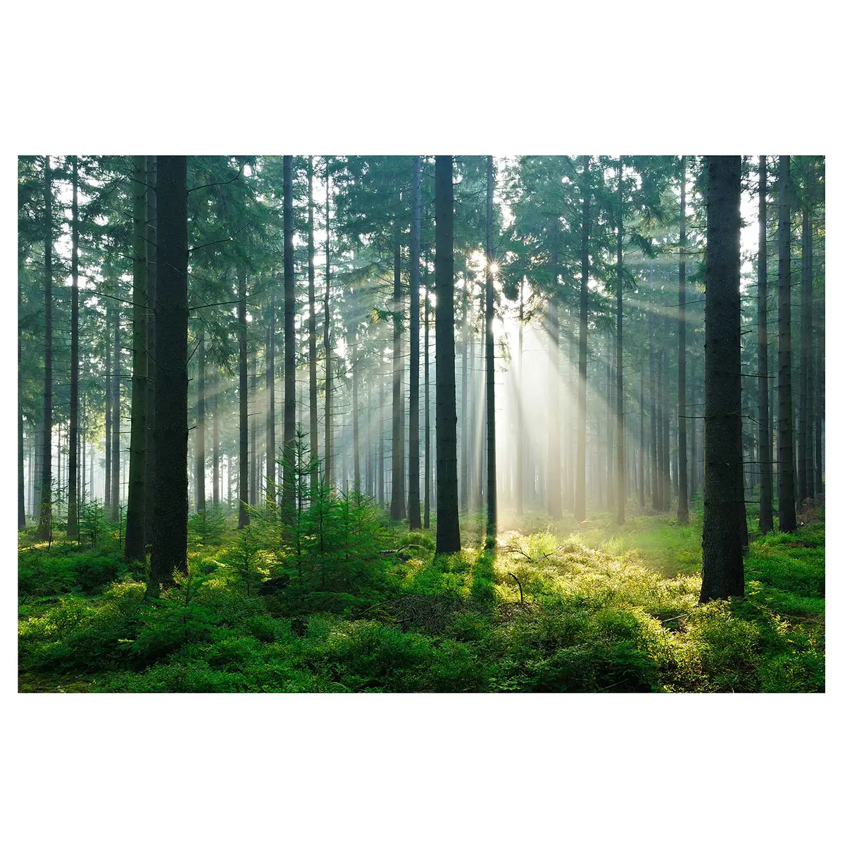 Vliestapete Enlightened Forest | Grün