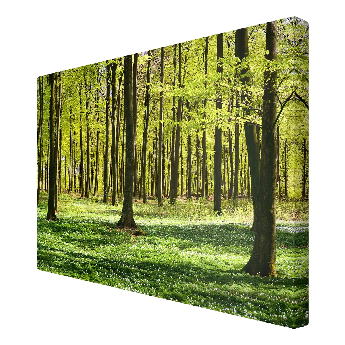 Leinwandbild Waldwiese I | Grün