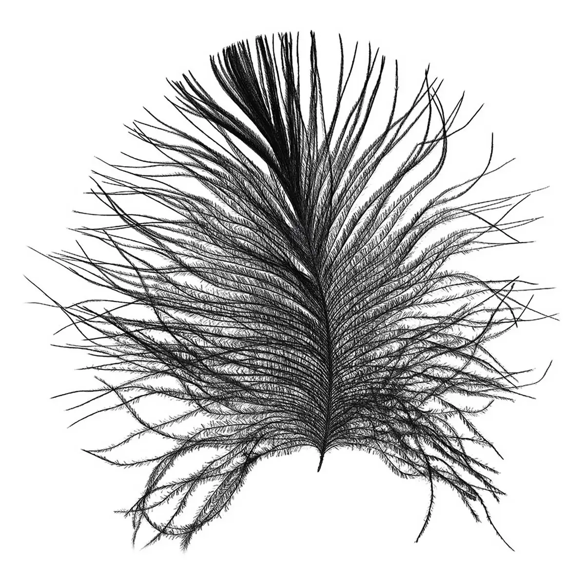 Wandbild Feather | Mehrfarbig