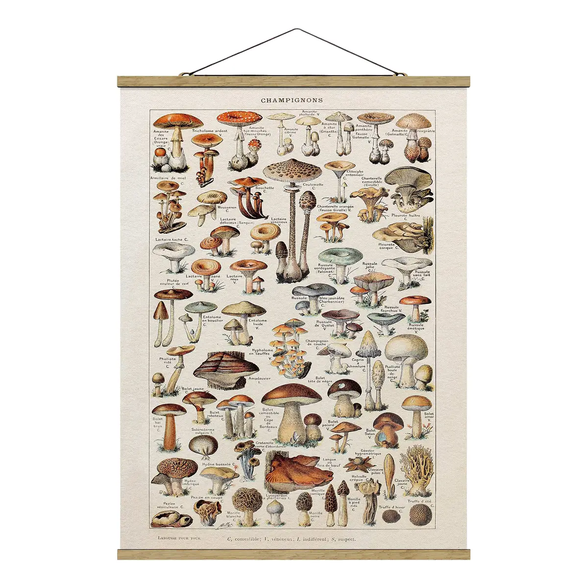 Stoffbild Vintage Lehrtafel Pilze | Beige