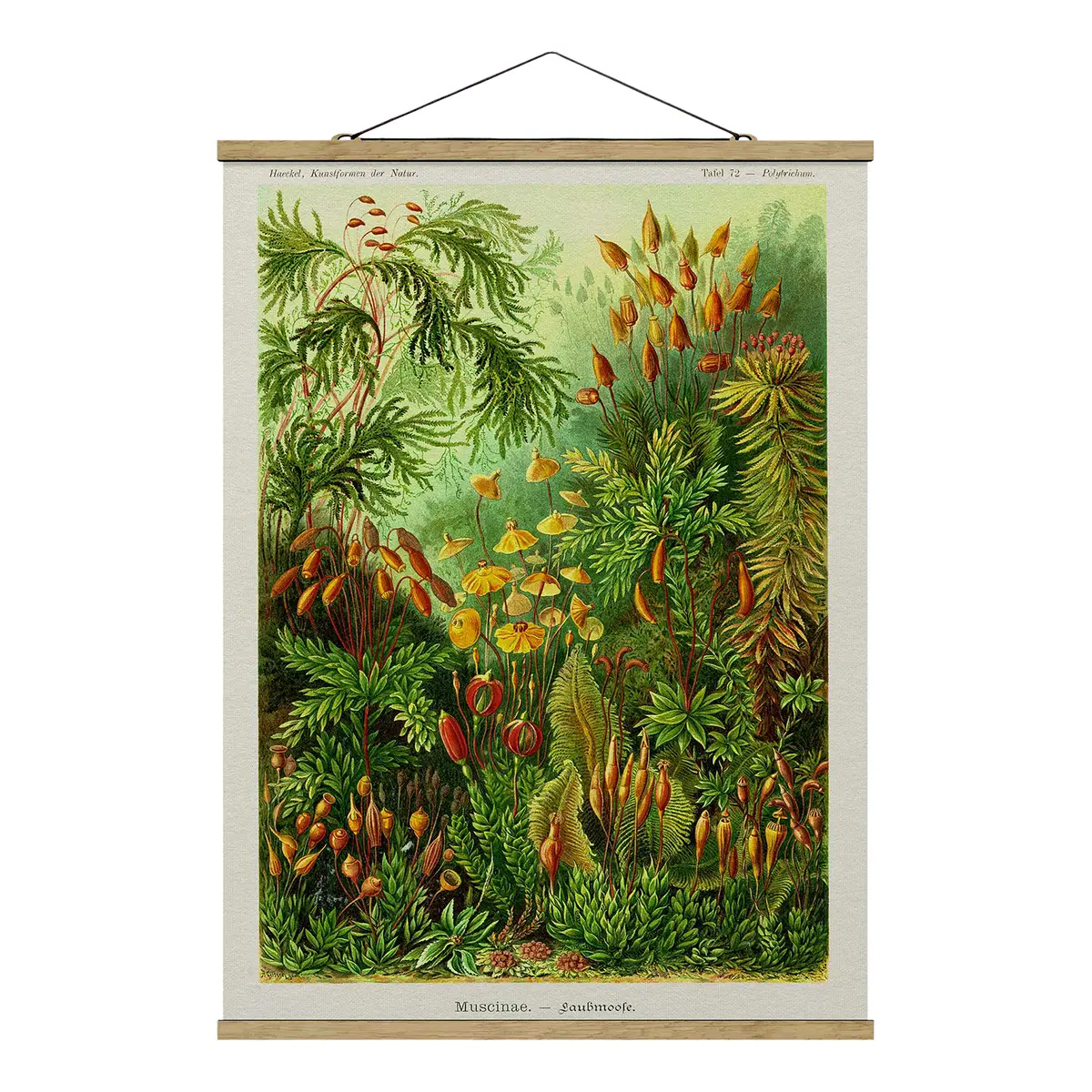 Stoffbild Vintage Lehrtafel Moos | Grün