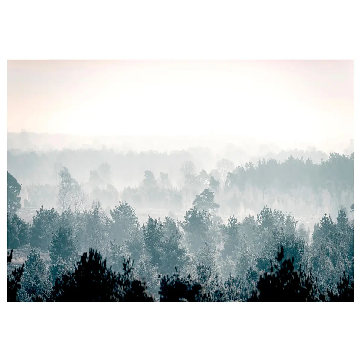 Fototapete Winter Forest | Grau